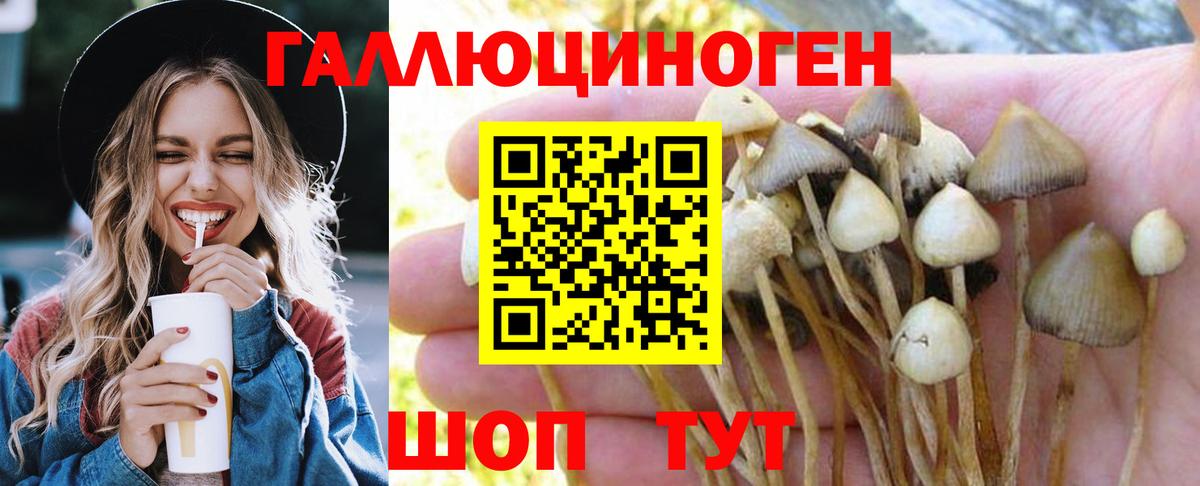 Галлюциногенные грибы Psilocybine cubensis Муром